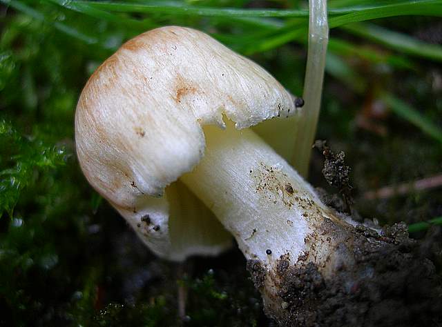 La  Flora  micologica  Alsaziana